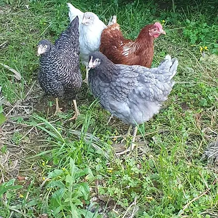 بيت للعطل Casa 6 Personnes Quinta Pedras Da Lagoa *