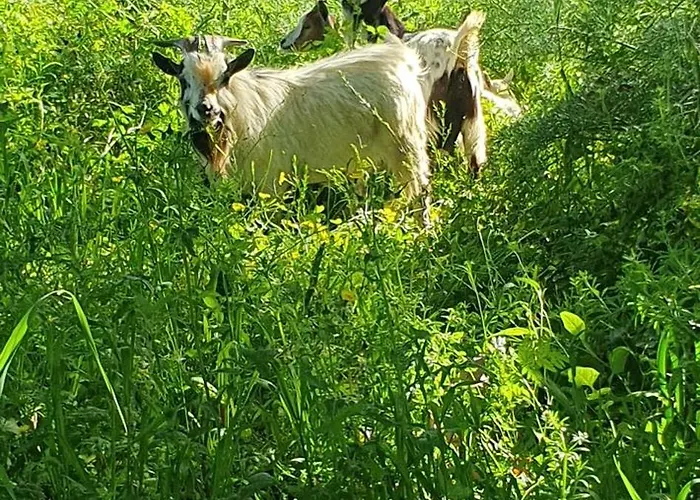 Casa 6 Personnes Quinta Pedras Da Lagoa Alcobaça
